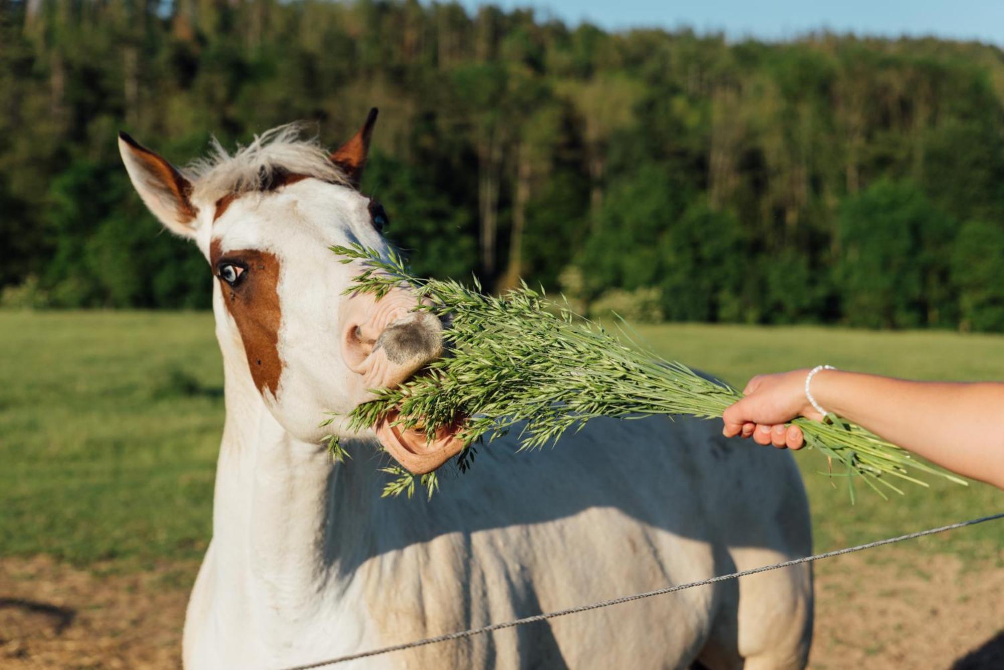 Rekreacni A Jezdecky Areal Equifarm Villa Jevišovice Buitenkant foto
